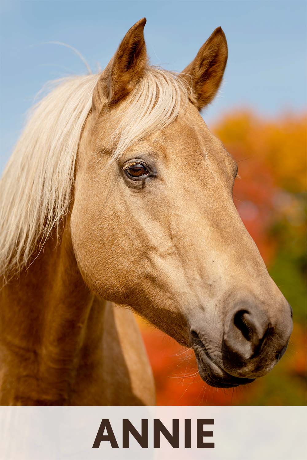 Annie - Horse Therapist