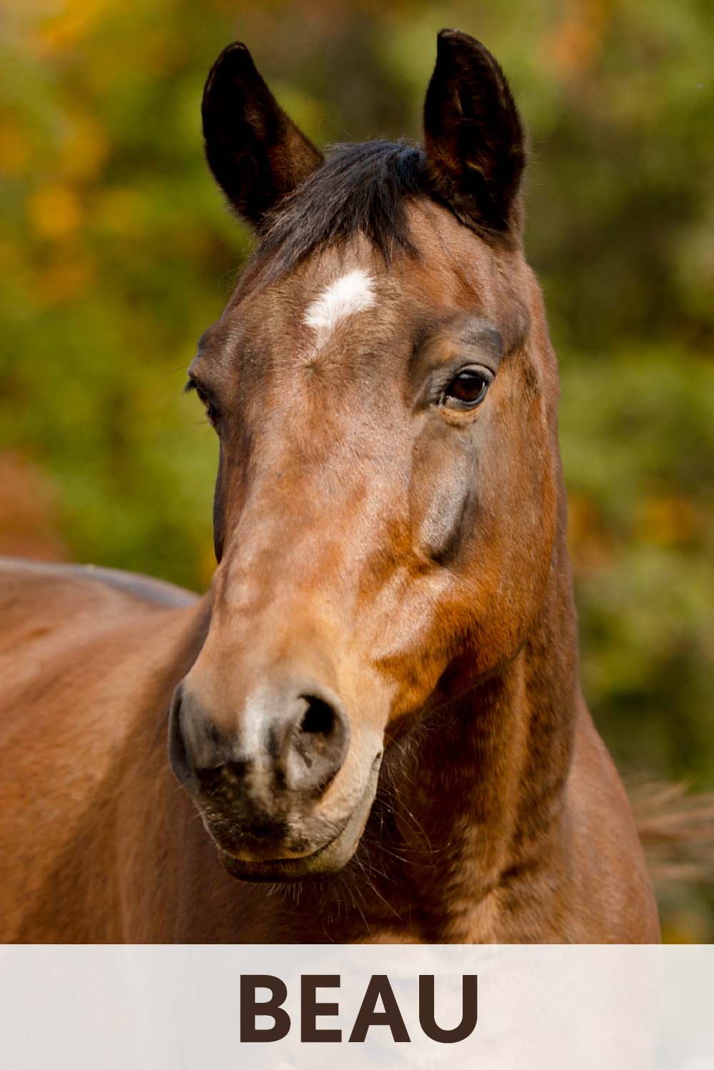 Beau - Horse Therapist